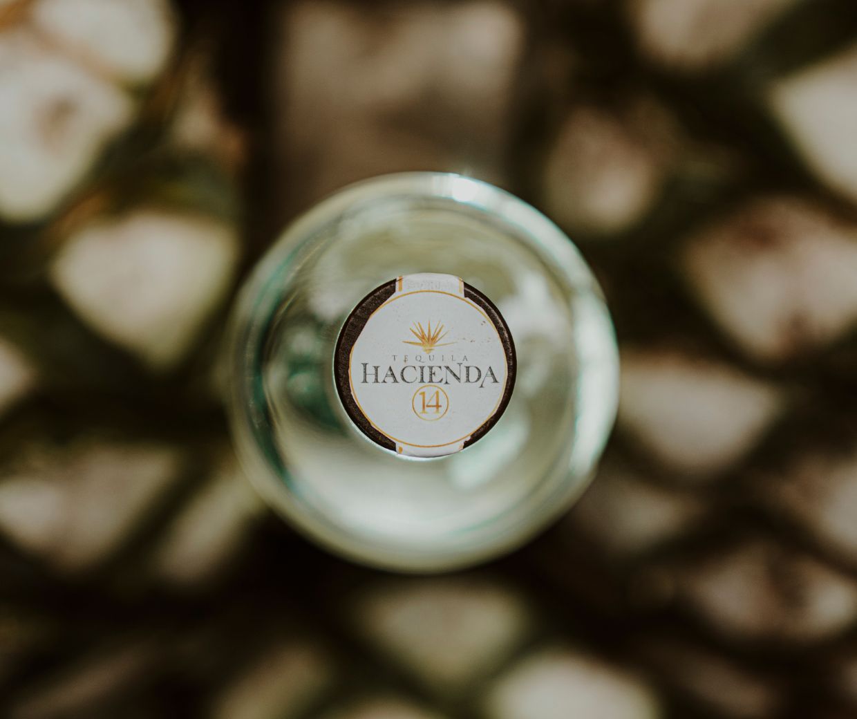 Campos de agave azul — Los Altos de Jalisco
